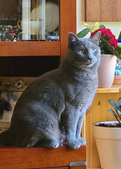 Supplied photo
                                Although Midnight the cat has moved on from columnist Jeff McFarlane&rsquo;s home, the cat wants for nothing.