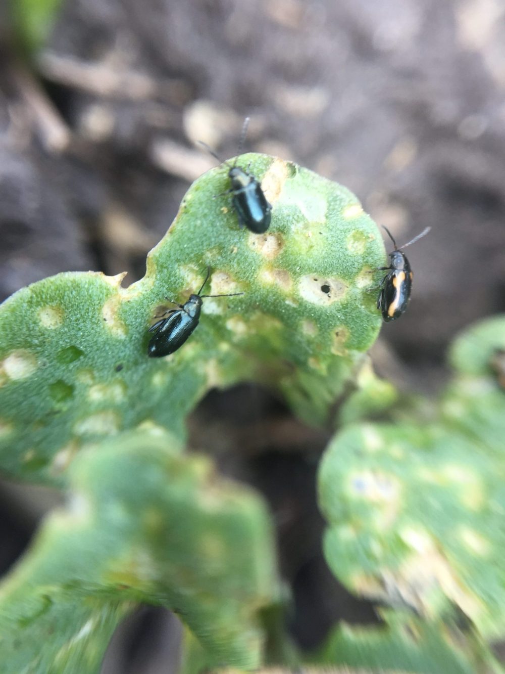 Objectives for better beetle management The Carillon