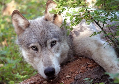 This Aug. 4, 2010, file photo provided by Oregon Department of Fish and Wildlife shows a captured male wolf. (AP Photo/Oregon Department of Fish and Wildlife, File)