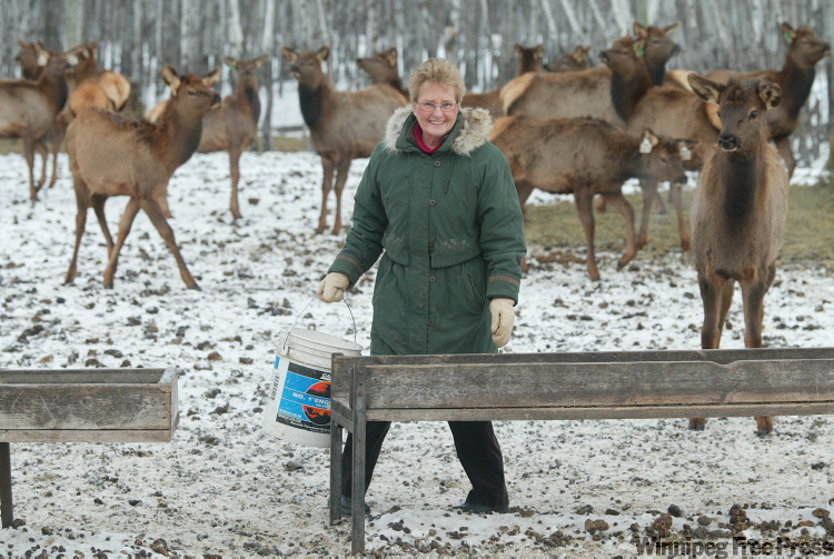 Elk farming, bus service on NDP radar Winnipeg Free Press