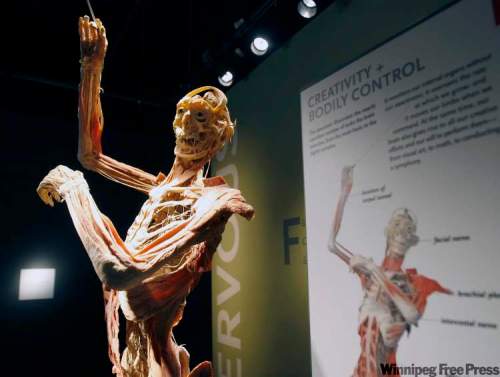 JOE.BRYKSA@FREEPRESS.MB.CA
The world renowned Bodies exhibit has extended its hours.