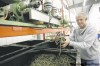 JOE BRYKSA / WINNIPEG FREE PRESS
Sean Crew, of Hemp Oil Canada in Ste. Agathe, says he’s optimistic his business will survive the flooding, but disruptions are inevitable.