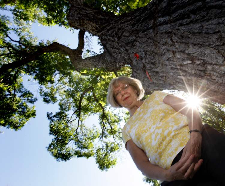 City to draft new strategy to protect elm trees Winnipeg Free Press