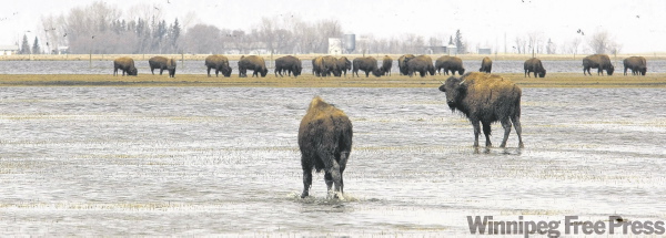 Joe bryksa / winnipeg free press
Len Epp is concerned about his bison herd because it's trapped on land that was swamped by overland flooding.