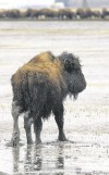 JOE BRYKSA / WINNIPEG FREE PRESS
One of about 230 animals that have been in cold, wet conditions for the last week.