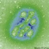 HANDOUT
Swine flu virus as it appears under microscope.