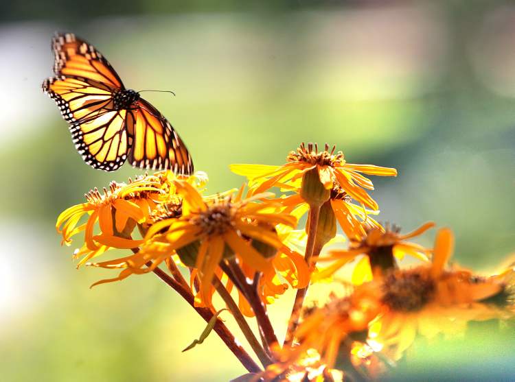 RUTH BONNEVILLE / WINNIPEG FREE PRESS
The wings of a monarch butterfly flutter as it hovers above a flower in the Kildonan Park flower gardens Saturday morning.