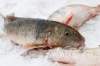 JESSICA BURTNICK / WINNIPEG FREE PRESS 
Some Manitoba fishers want to sell undesirable species without going through the Freshwater Fish Marketing Corporation, which won't buy them. These sucker fish are considered bycatch.