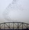 JOE BRYKSA / WINNIPEG FREE PRESS ARCHIVES
Pigeons rise over the Arlington Street bridge.
