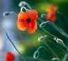 KEN GIGLIOTTI / WINNIPEG FREE PRESS
Remembrance Day is all about commemorating those honourable soldiers who stepped up and protected you and me from those relentlessly obsessed with power, abuse, invasion and genocide.