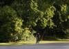 KEN GIGLIOTTI / WINNIPEG FREE PRESS
A cyclist  rides on Wellington Crescent during a bright sunrise Thursday morning. The forecast high is 29 C, with a chance of a thunderstorm.