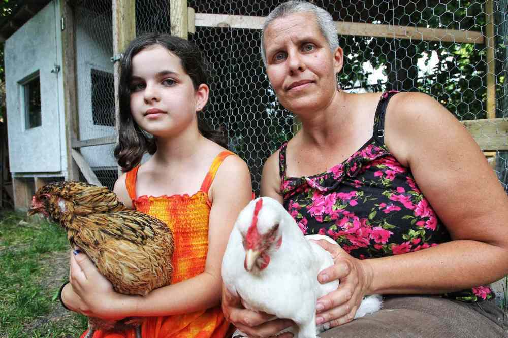 Chicken issue returns to city hall today Winnipeg Free Press