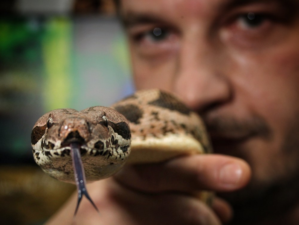 Hisses greet reptile restrictions Winnipeg Free Press