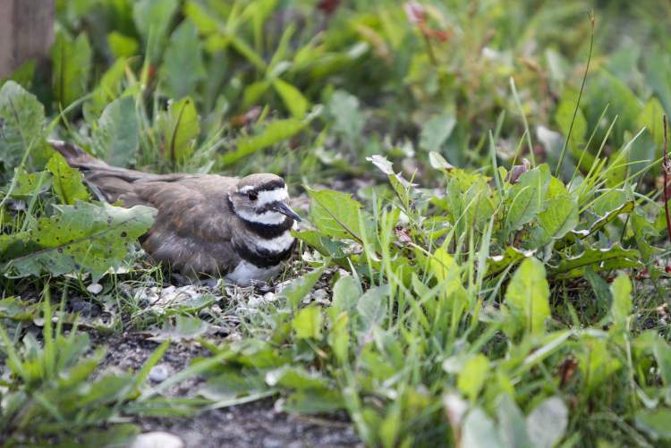 JESSICA BURTNICK / WINNIPEG FREE PRESS
The feathered festival-goer