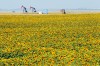 Tim Smith / Brandon Sun
Pumpjacks framed by a field of sunflowers between Deloraine and Boissevain in  southwestern Manitoba.
