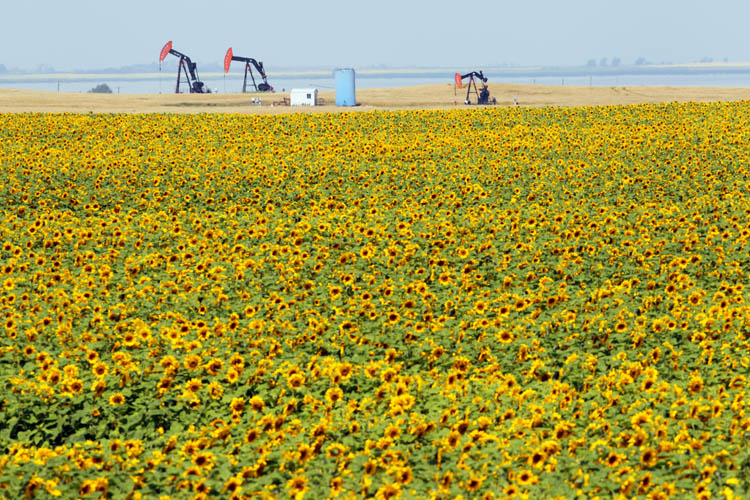 Tim Smith / Brandon Sun
Pumpjacks framed by a field of sunflowers between Deloraine and Boissevain in southwestern Manitoba.