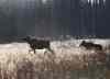 A cow moose and her calf as seen on trip with Dr. Vince Crichton- Certified Wildlife Biologist in Riding Mountain National Park    (JOE BRYKSA / WINNIPEG FREE PRESS)