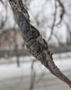 Mike Deal / Winnipeg Free Press
City-owned Schubert Cherry trees with black knot will be removed.