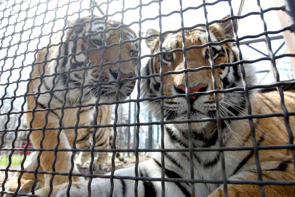 RUTH BONNEVILLE / WINNIPEG FREE PRESS
Siberian Amur Tigers (Samkha and Vasili) at the Assiniboine Park Zoo earlier this year. Vasili, 2 years old, killed an older tiger at the zoo.
