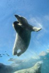 MIKE DEAL / WINNIPEG FREE PRESS
A polar bear swims in its new home at  the Journey to  Churchill exhibit.