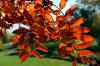 KEN GIGLIOTTI / WINNIPEG FREE PRESS
September fall leaves.