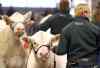 COLIN CORNEAU / BRANDON SUN FILES
Manitoba’s beef and pork industries are expected to benefit from the TPP.