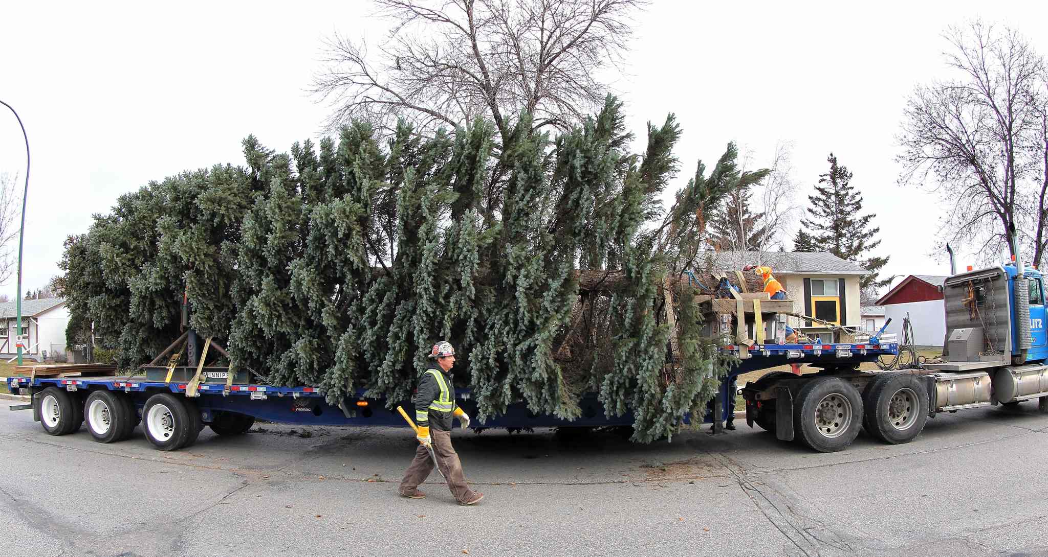 Christmas tree heads to city hall Winnipeg Free Press