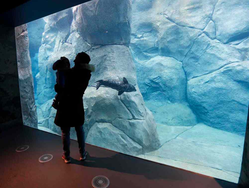 KEN GIGLIOTTI / WINNIPEG FREE PRESS
Michelle Brown and her son Nathan, 1, watch the remaining seal as it swims through the underwater viewing area of the seal enclosure . Tragedy has struck the Assiniboine Park Zoo Journey to Churchill exhibit as one of the harbour seals has drowned.