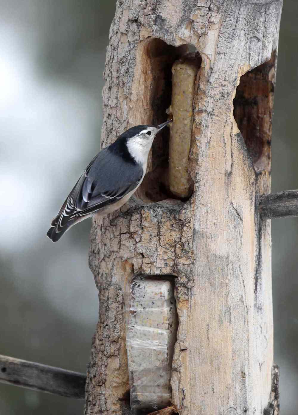 Bird watchers out in full force this weekend for international count Winnipeg Free Press