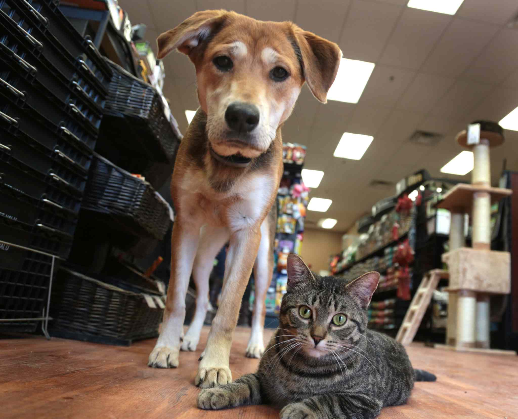 Pets now allowed in some Manitoba campgrounds Winnipeg Free Press