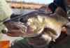 JOE BRYKSA / WINNIPEG FREE PRESS
A large female walleye at Falcon Creek near Falcon Lake, Man.