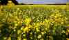 A canola crop near Grunthal, Man, early this summer. (TREVOR HAGAN/WINNIPEG FREE PRESS)