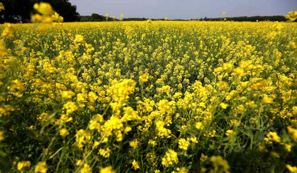 A canola crop near Grunthal, Man, early this summer. (TREVOR HAGAN/WINNIPEG FREE PRESS)