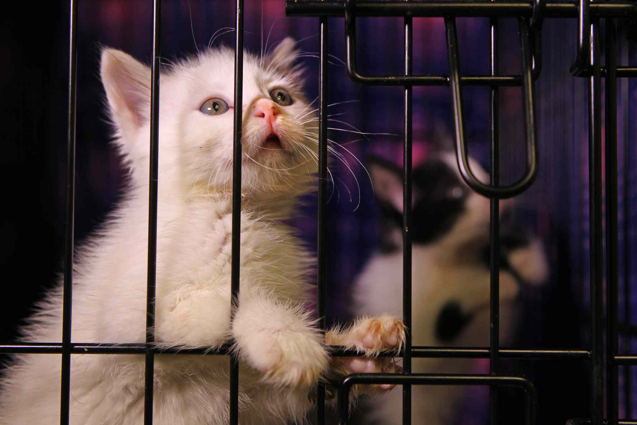 Fastmoving feline virus kills 45 cats at local shelter Winnipeg Free