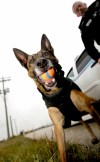 TREVOR HAGAN / WINNIPEG FREE PRESS -  Cinder, a police dog and Constable Rob Tighe of the Canine Unit. 09-10-14