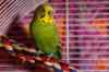 John Woods / Winnipeg Free Press
MacGyver, a domestic tropical green-and-yellow budgie, was living outside for more than a month. He was trapped and taken in on Jan. 1.