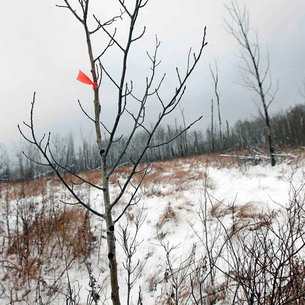 PHIL HOSSACK / WINNIPEG FREE PRESS
Flagging tape marks the trail entrance.