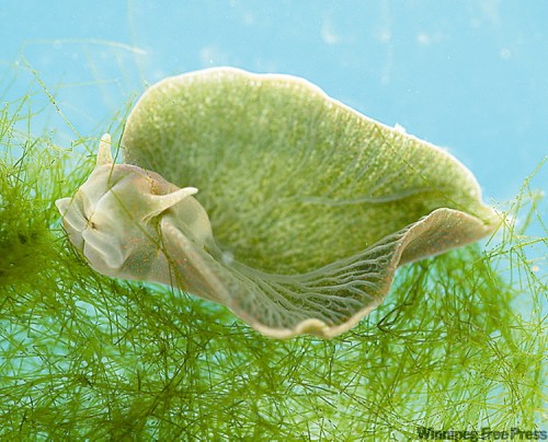 CANWEST NEWS SERVICE
A green sea slug has evolved to absorb a plant’s genes into its DNA.