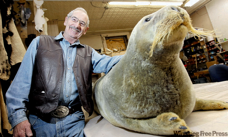TREVOR HAGAN / WINNIPEG FREE PRESS
Jim Baxter of Telesky Taxidermy with a bearded seal from the Arctic that is going to be shipped to a museum in Poland.