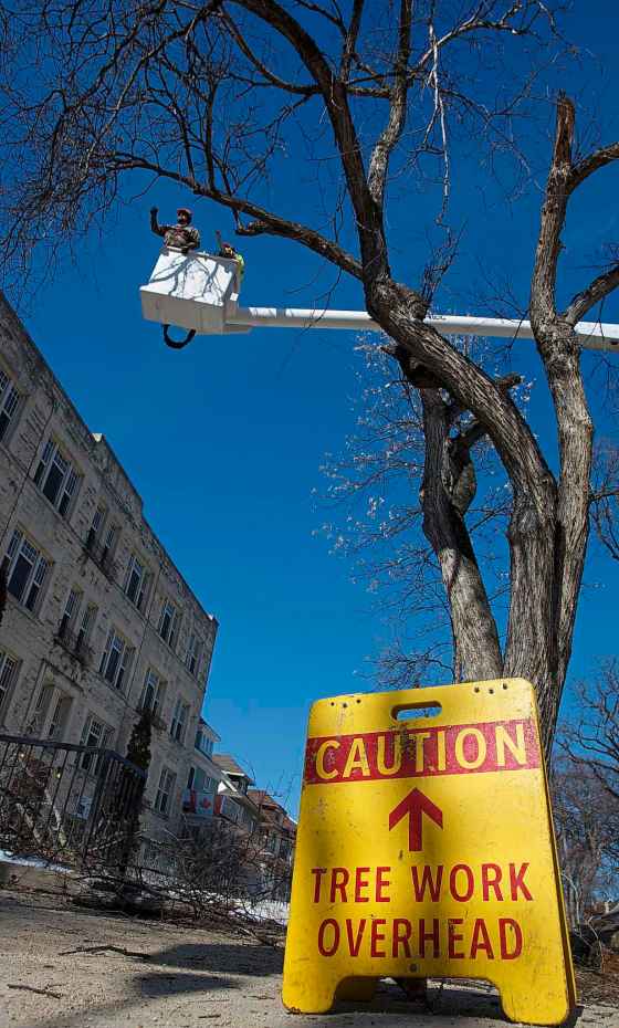MIKE DEAL / WINNIPEG FREE PRESSA City of Winnipeg crew cuts down an elm tree at the corner of Wolseley Avenue and Lenore Street Monday.