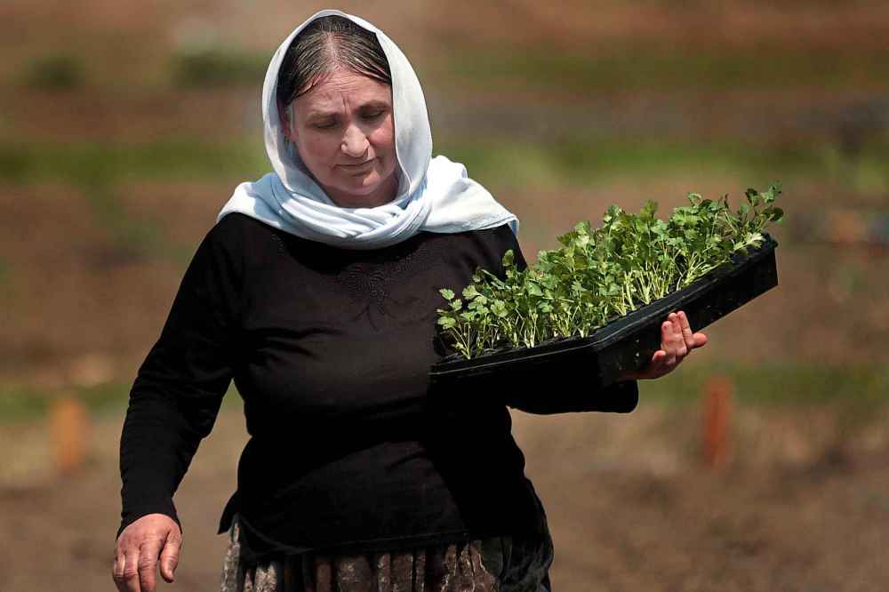 PHIL HOSSACK / WINNIPEG FREE PRESS
Adol Alyas carries seedlings to be planted at a Yazidi Community Garden near St. François Xavier.