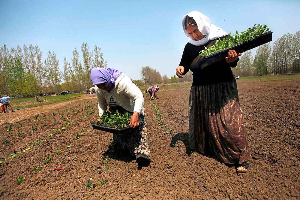 PHIL HOSSACK / WINNIPEG FREE PRESS
Rahlim Rafo (left) and Adol Alyas drop seedlings into rows.