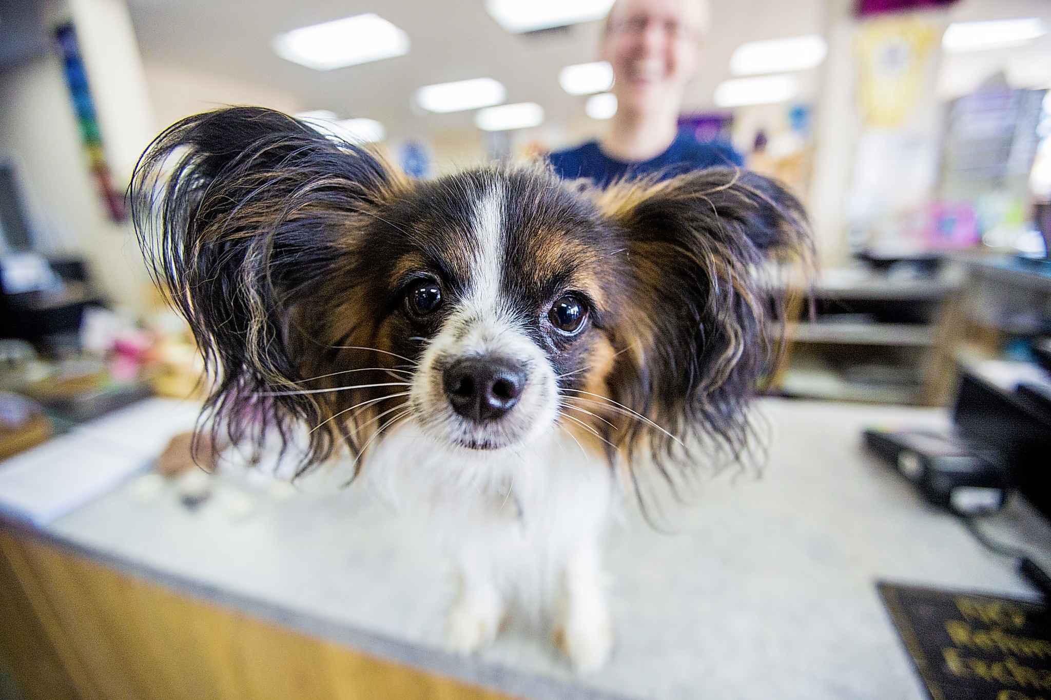 Dog days of summer, indeed Winnipeg Free Press