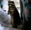 WAYNE GLOWACK I/ WINNIPEG FREE PRESS Archives
The city of Winnipeg will not expand the duties of the animal services agency to handle problem raccoons and skunks.