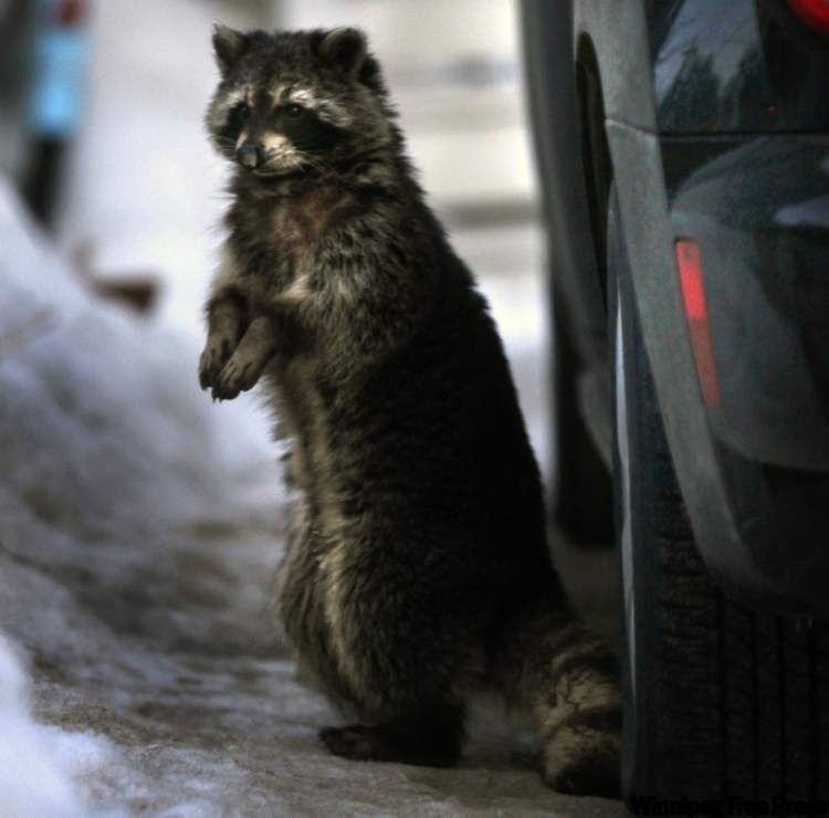 WAYNE GLOWACK I/ WINNIPEG FREE PRESS Archives
The city of Winnipeg will not expand the duties of the animal services agency to handle problem raccoons and skunks.