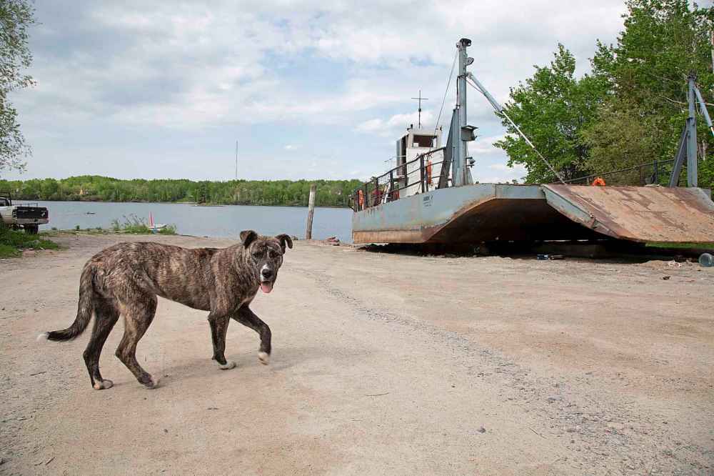 GREG GALLINGER / Winnipeg Free Press
A dog walks past the Amik.