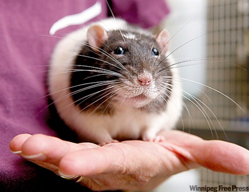 Take care when deciding whether or not a rat will make a good pet for you.