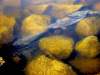 bill.redekop@freepress.mb.ca
Pickerel spawn in the clear, shallow waters of Turtle River.