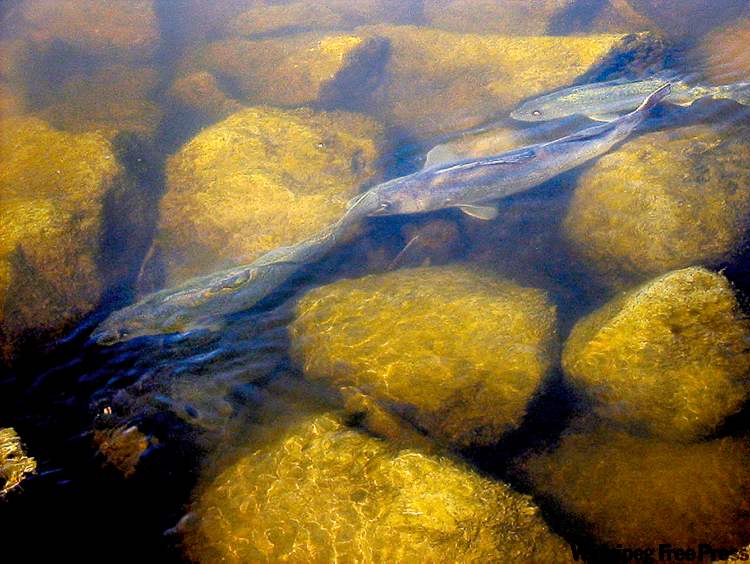 bill.redekop@freepress.mb.ca
Pickerel spawn in the clear, shallow waters of Turtle River.
