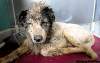 JOE.BRYKSA@FREEPRESS.MB.CA
One of the dogs seized.